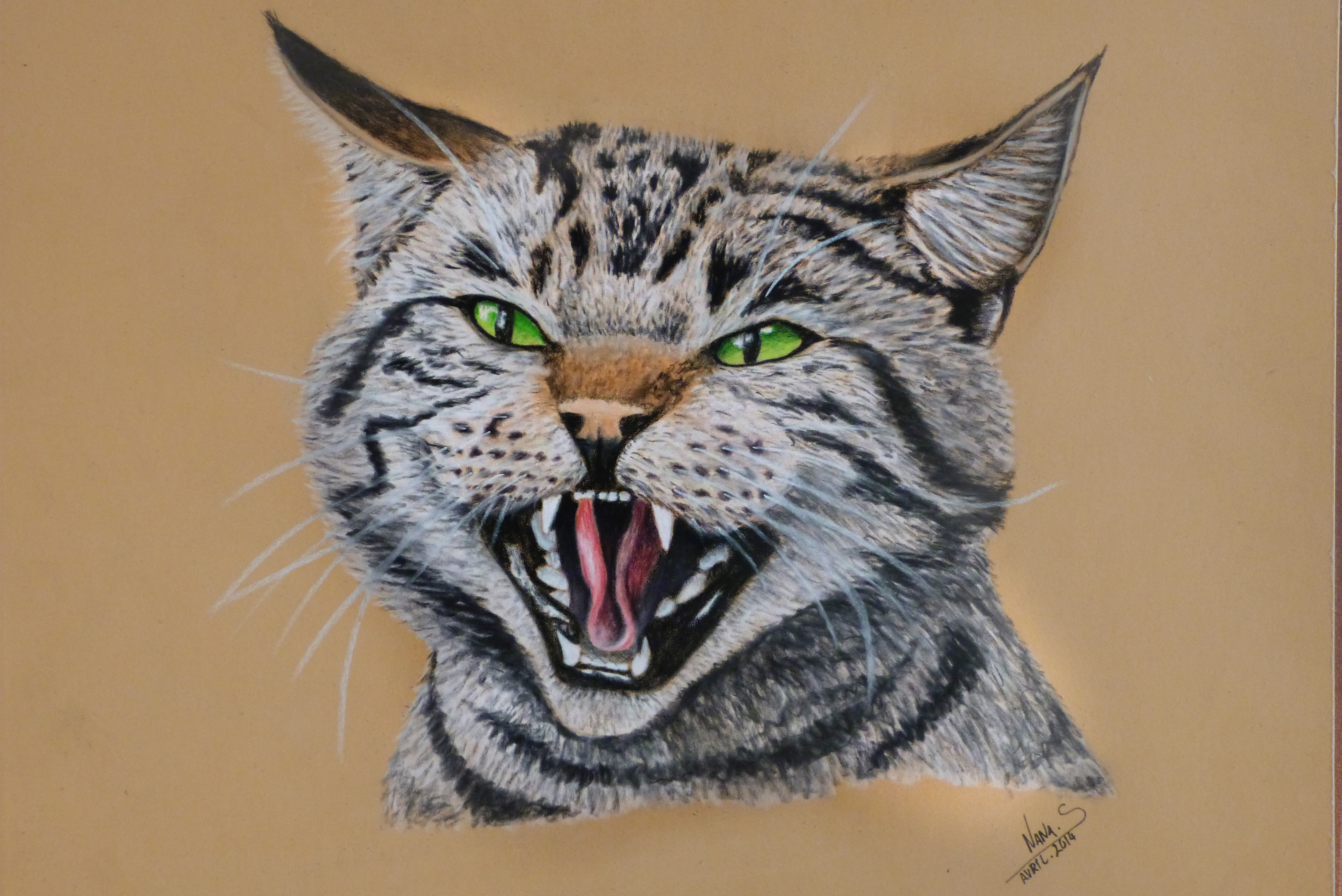 Fanny Dard Portraits Animaliers Sur Commande Chats