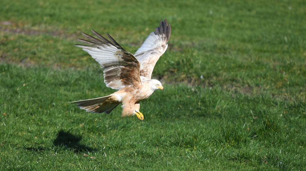 White Kite.