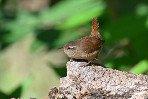 Birds in Nature