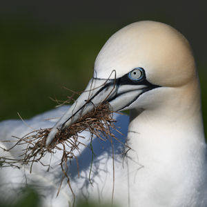 Gannet.