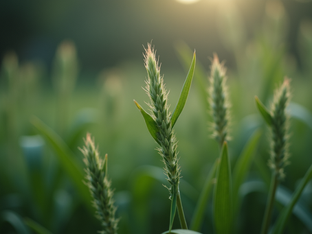 Tecidos de fios desfibrados: o futuro da moda consciente