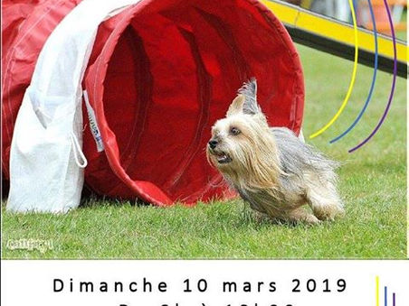 Agility "terriers du CFATDT" à Bouguenais (44)