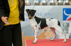 Meilleur espoir - NE 2015