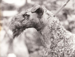 Louisburgh Rowl'n the Dust