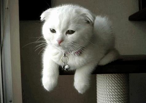 cute-cats-gifs-hello-beautiful.gif