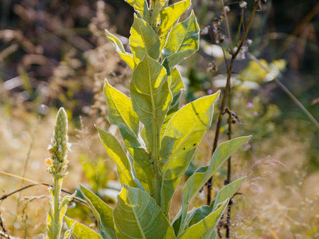 Verbascum thapsus