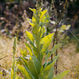 Verbascum thapsus