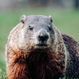 Ground Hog!