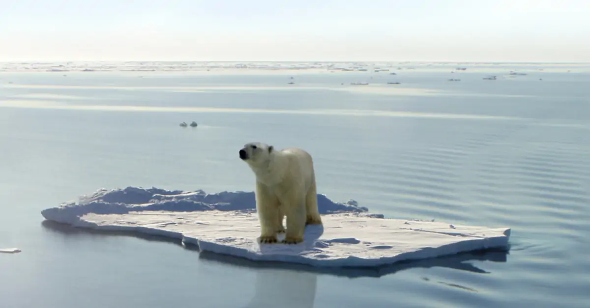 ours banquise.webp
