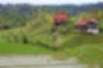 bali fields
