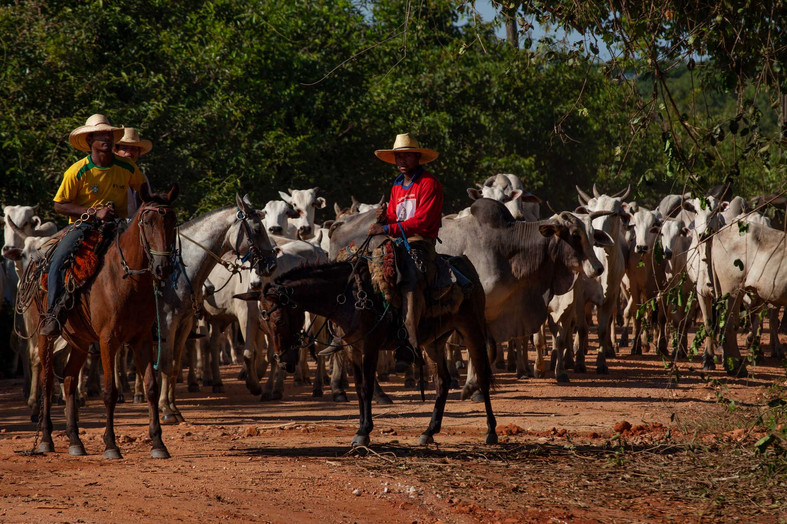 Cowboys patrol areas for illegal cattle raising, which is frequent due to high profitability and low fines from the government.