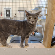 TINSEL (f)
** ADOPTION PENDING **