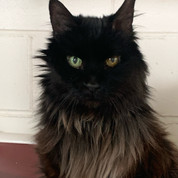 BILLY
** ADOPTION PENDING **