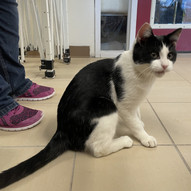 Black and white adult male cat available for adoption in La Crescent MN