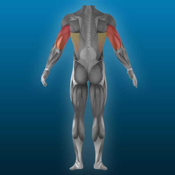 Tricep_curl.jpg