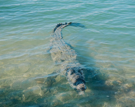 crocodile sian kaan