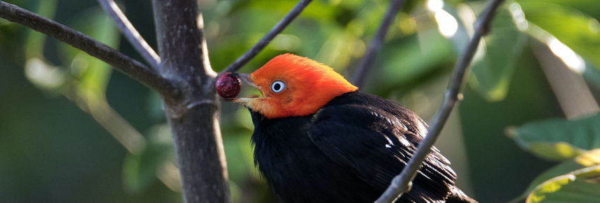 BIRD WATCHING TULUM