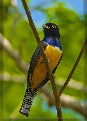 Trogon caligatus_edited.jpg