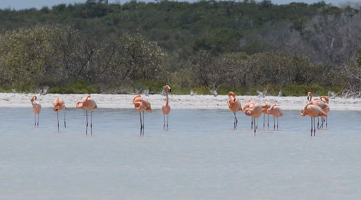 Pink flamingos