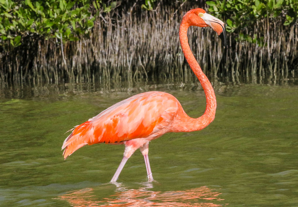 Flamant rose 
