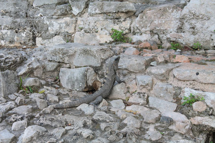 Iguana