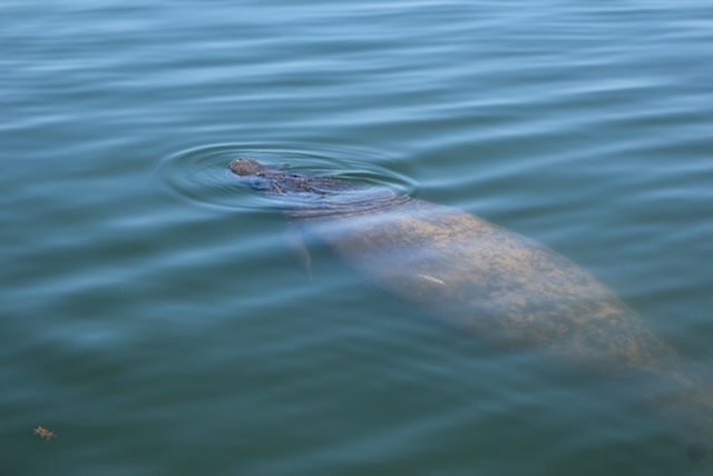 manatee sian kaan