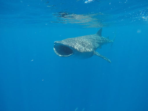 Whale Sharks snorkel from Tulum