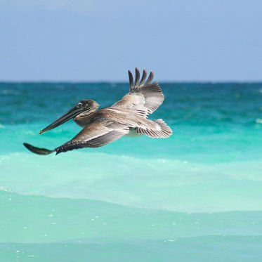 Bird Sian Kaan