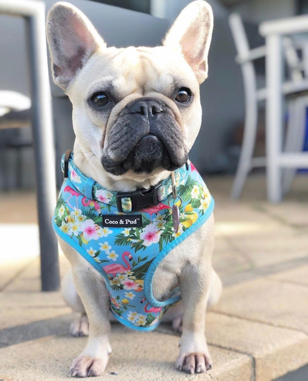 flamingo dog harness