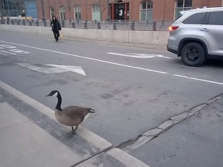 La présence surprenante des oies dans les paysages urbains canadiens