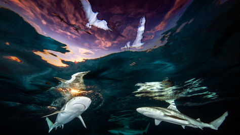 Underwater Photographer of the Year 2021 winners capture ‘mind-blowing’ imagery