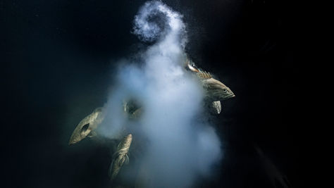French Underwater Photographer named Wildlife Photographer of the Year 2021