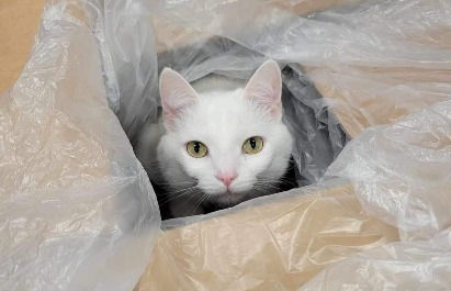DKWTS: Super Secret Purrito Points Puzzle 1