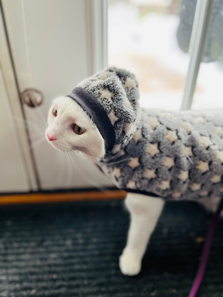 DKWTS 5.0 Adventure Kitten Tour 2: Stage 1 Challenge Info