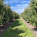 Orchards.png