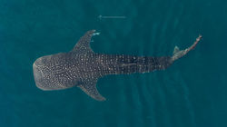 2d2cda4d-e280-4ffd-ac72-f4fa94920c39