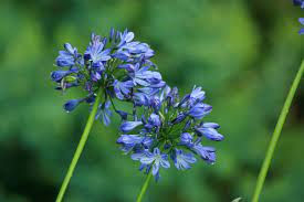 Poem: Agapanthus by Caroline Lindley