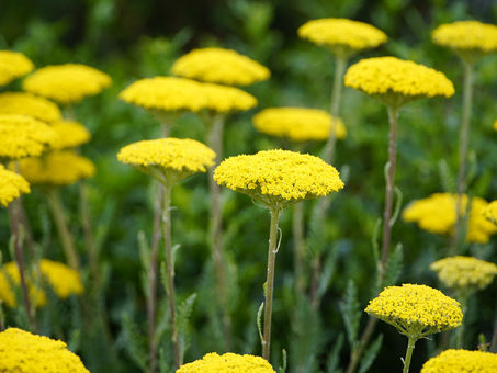 Poem: Achillea Outside My Window by Deborah LeFalle