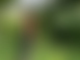 Foraging at Eastnor Castle!