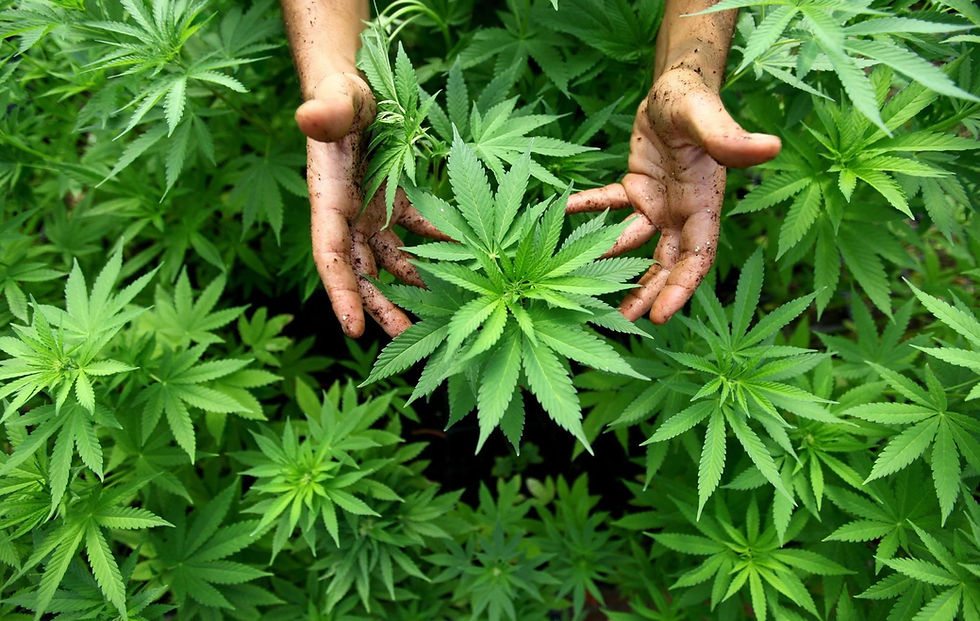 growing-cannabis.jpeg