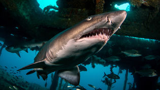 Ragged-Tooth Shark