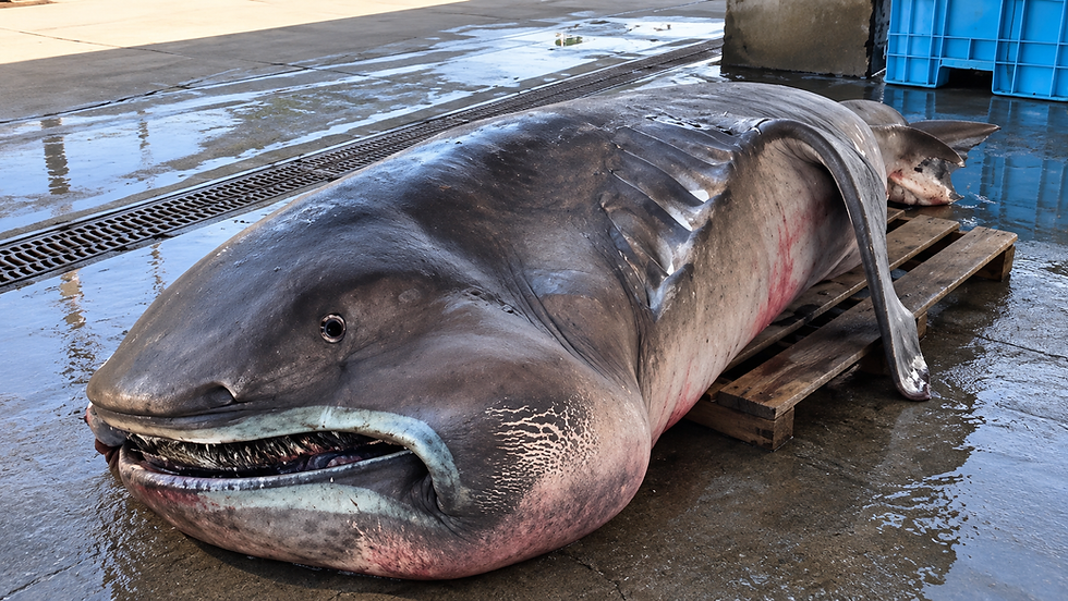 Megamouth shark