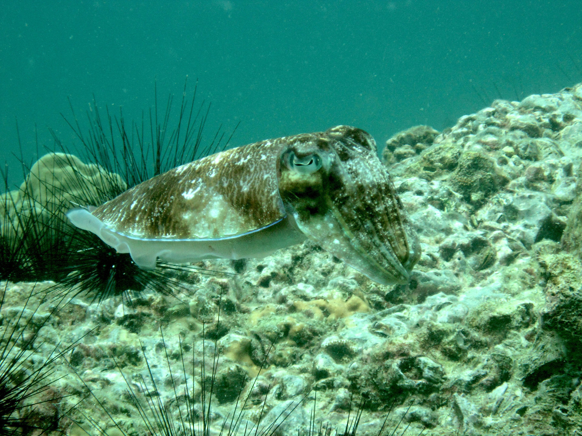 Cuttle fish also hunted by Blacktip reef sharks
