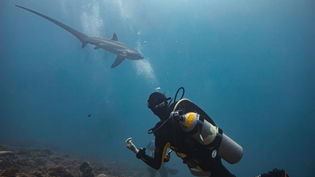 Shark Guardian Round up of 2023
