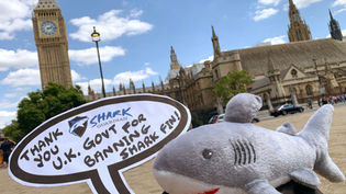 BREAKING! UK Shark fin trade ban moves forward in Parliament