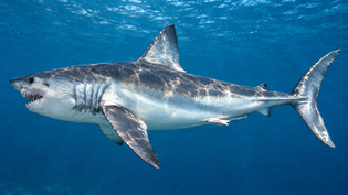 Porbeagle Shark