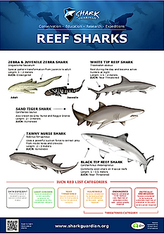Reef Sharks LR pic.png