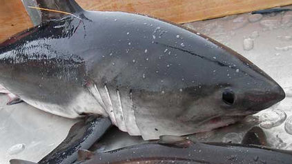 Salmon Shark