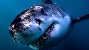 Jaws at 50: Exploring the Legacy of Fear Propaganda and Its Impact on Shark Perception