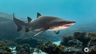 South Australia Takes Bold Steps to Protect Endangered Sharks and Rays